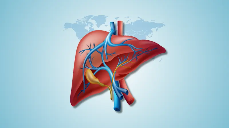 Metabolic Health  Explained: Liver, Blood Sugar and Belly Fat Connection