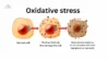 Oxidative Stress: The Hidden Driver of Aging, Disease, and Cellular Damage - Post Thumbnail